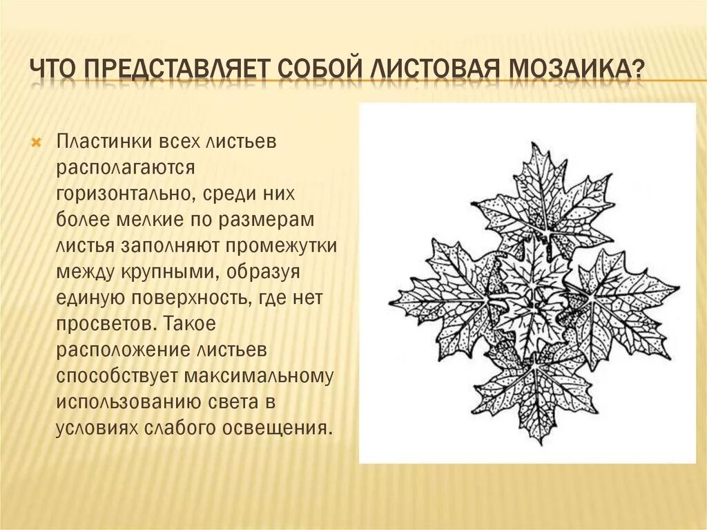 Листовая мозаика способствует максимальному использованию. Листовая мозаика у растений. Листовая мозаика рисунок. Листовая мозаика способствует максимальному использованию. Листовая мозаика у листьев.
