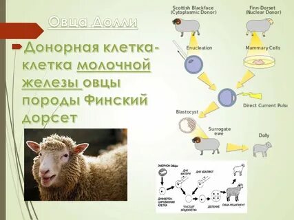 Клонирование долли биология