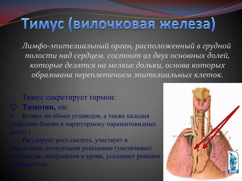 Типусвилочковая железа. Вилочковая железа (тимус) костный мозг. Тимус вилочковая железа функции.