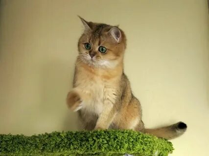 Золотая шиншилла характер