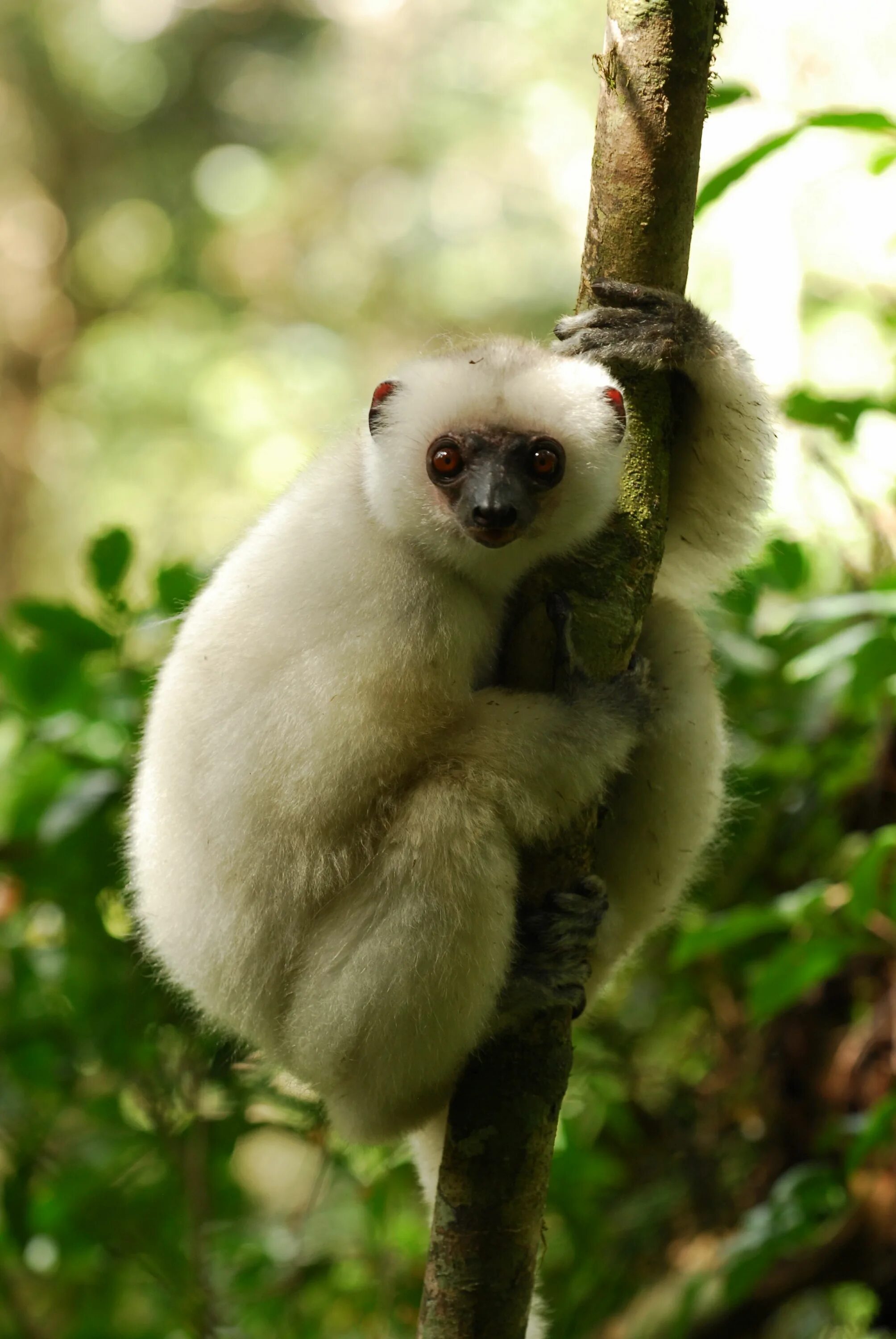 Лемур сифака. Propithecus candidus. Сифака Кокереля. Сифака лемур Мадагаскар