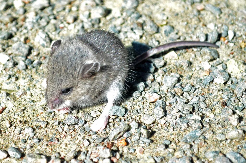 корм для хомяков триол. корма для животных в корзине. корм для крыс боспа. сена для кроликов витапол. Gerbils.