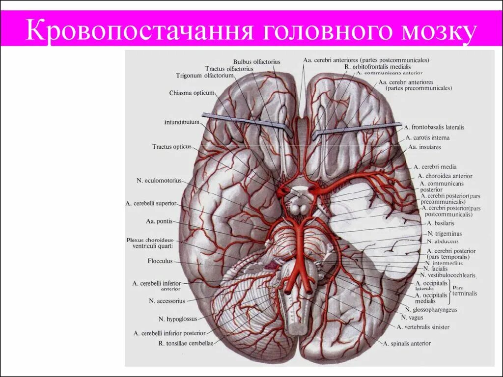 Артерии круг головного мозга. Артериальный круг большого мозга. Виллизиев круг анатомия. Виллизиев круг кровообращения. Виллизиев круг Сагиттальный срез.