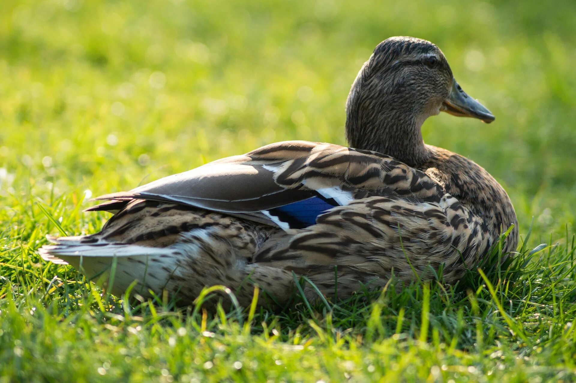 Duck bird