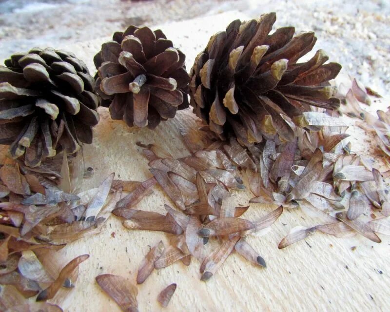 семена елки из шишки. семена лиственницы из шишек. семена шишек еловых. семена из шишек. семена секвойи гигантской.