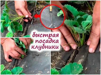 Как посадить за день МНОГО кустов клубники - хитрый способ от опытного садовода