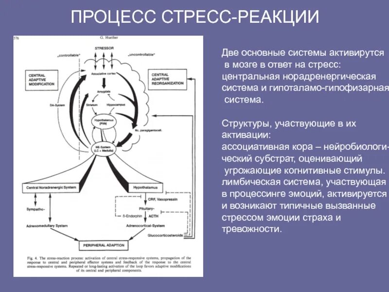 Процессы стресс-реакции. Два процесса составляющих стресс-реакцию. Реакция на стресс. 2 Процесса составляющих стресс реакцию. Реакция на стресс замри