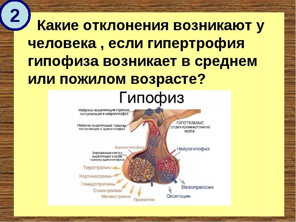 Выделяется гипофизом. Гипофиз. Аденогипофиз.