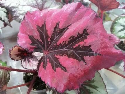 The revenge of begonia