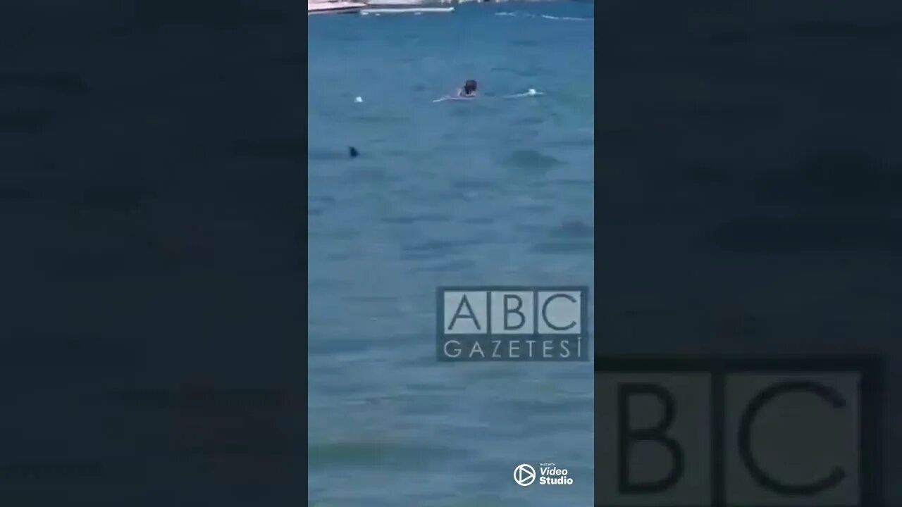 Нападение акул в турции. Акула в Мармарисе. Акула в Турции на пляже. Акула заплывают на берегу.