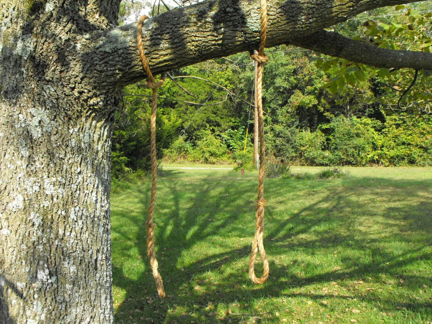 Swing tree