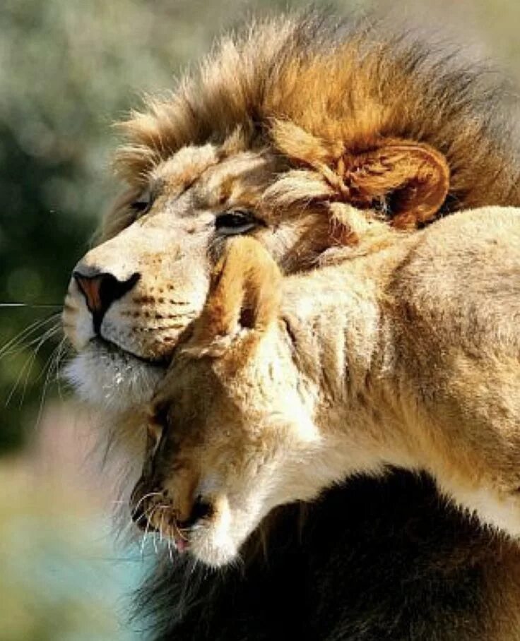 Будь сильным как лев. Лев и львица. Лев. Лев скучает. Красивые животные.