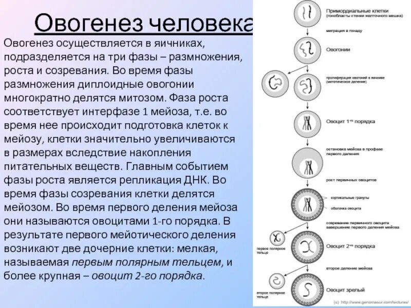 Процесс образования женских половых клеток овогенез сперматогенез. Фазы образования яйцеклетки. Стадии овогенеза образования яйцеклетки. Первое деление мейоза в сперматогенезе. Мейоз происходит у человека