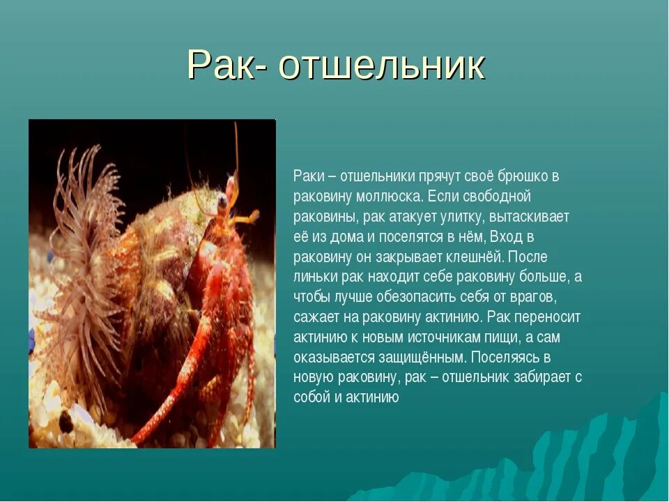 Рака краткое содержание. Сообщение о ракообразных. Ракообразные доклад. Необычные ракообразные представители. Интересные факты о ракообразных.