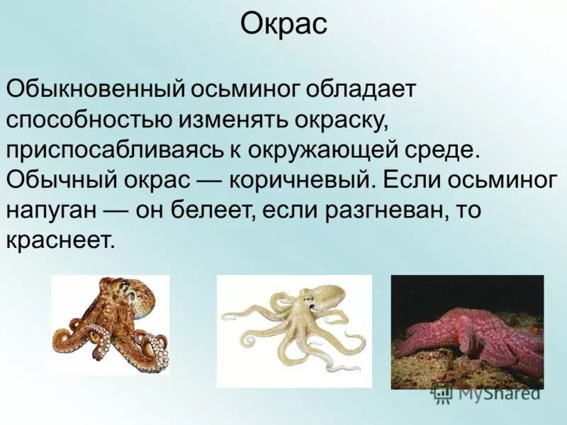 Историю осьминога. Осьминог для презентации. Доклад про осьминога. Презентация на тему Осьминоги. Сообщение о осьминоге.