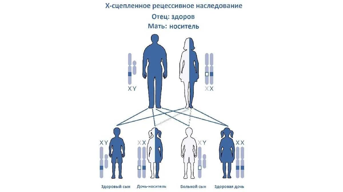 Наследование по отцу семья. Механизм наследования гемофилии. Схема наследования гемофилии. Гемофилия Тип наследования схема. Гемофилия генетика Тип наследования.