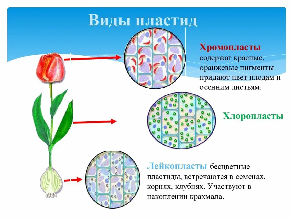 Красные хлоропласты. Хлоропласты хромопласты лейкопласты. Пластиды: хлоропласты, хромопласты, лейкопласты. Пигменты пластид.. Пластиды пигменты пластид. Хлоропласты и хромопласты строение.