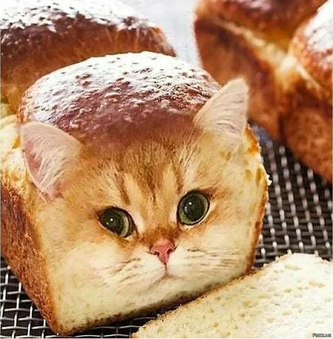 Кошка хлеб. Котик в хлебе. Кошка сладкая булочка. Кот булочка
