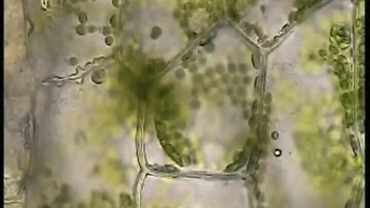 Наблюдение за плазмолизом в клетках. Плазмолиз в клетках листа элодеи. Явление деплазмолиза в клетках листа элодеи. Наблюдение деплазмолиза в клетках. Деплазмолиз под микроскопом.