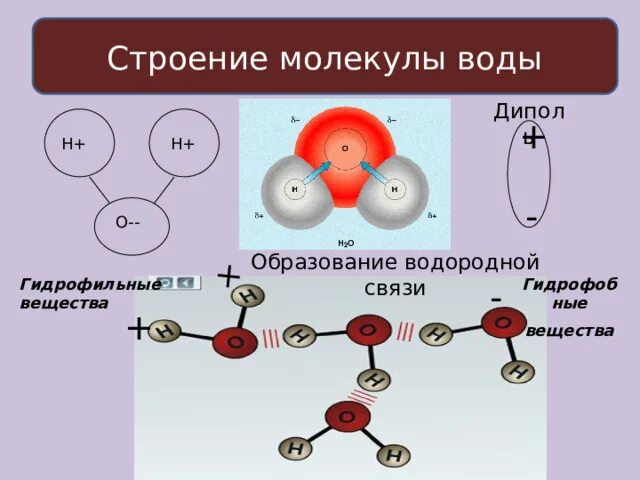 Молекула какова структура
