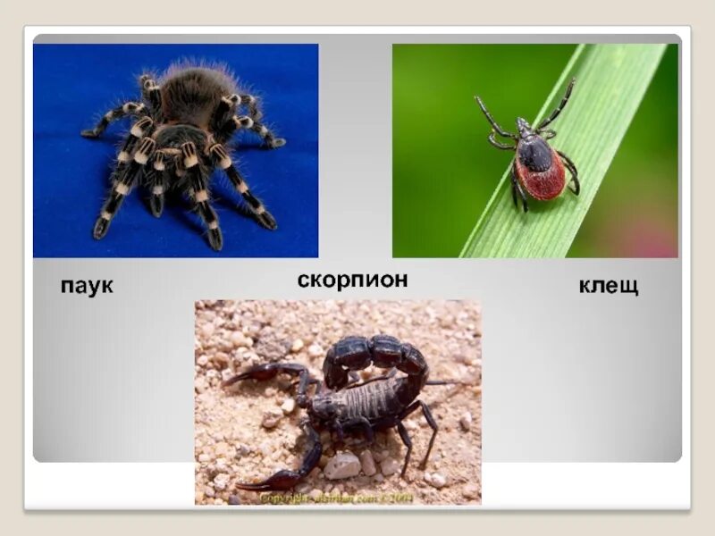 Клещ относится к паукообразным. Клещи паукообразные. Пауки клещи Скорпионы. Класс паукообразные клещи. Скорпион клещ паукообразные.