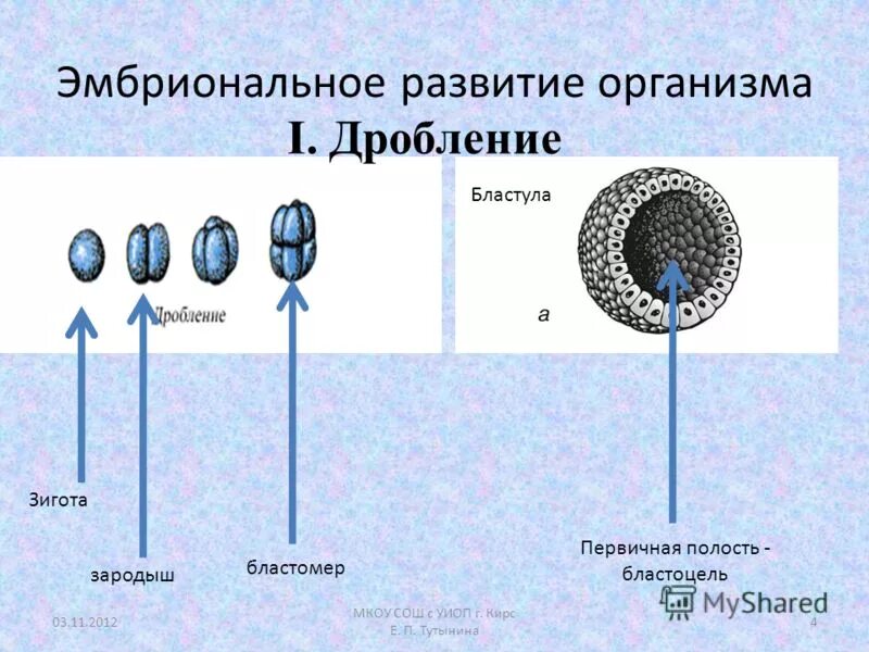 Контрольная работа индивидуальное развитие организмов 10 класс