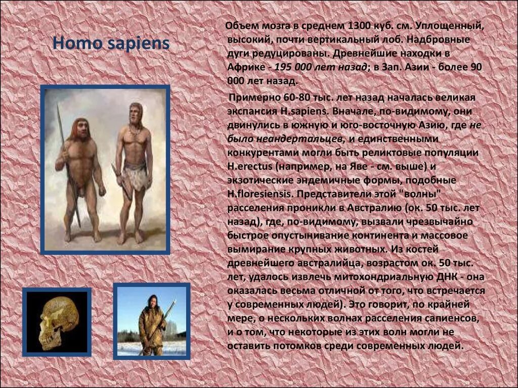 Эволюция человека хомо сапиенс. Homo sapiens объем мозга. Возраст homo sapiens. Homo sapiens и homo sapiens sapiens. Хомо сапиенс человек разумный сформировался около