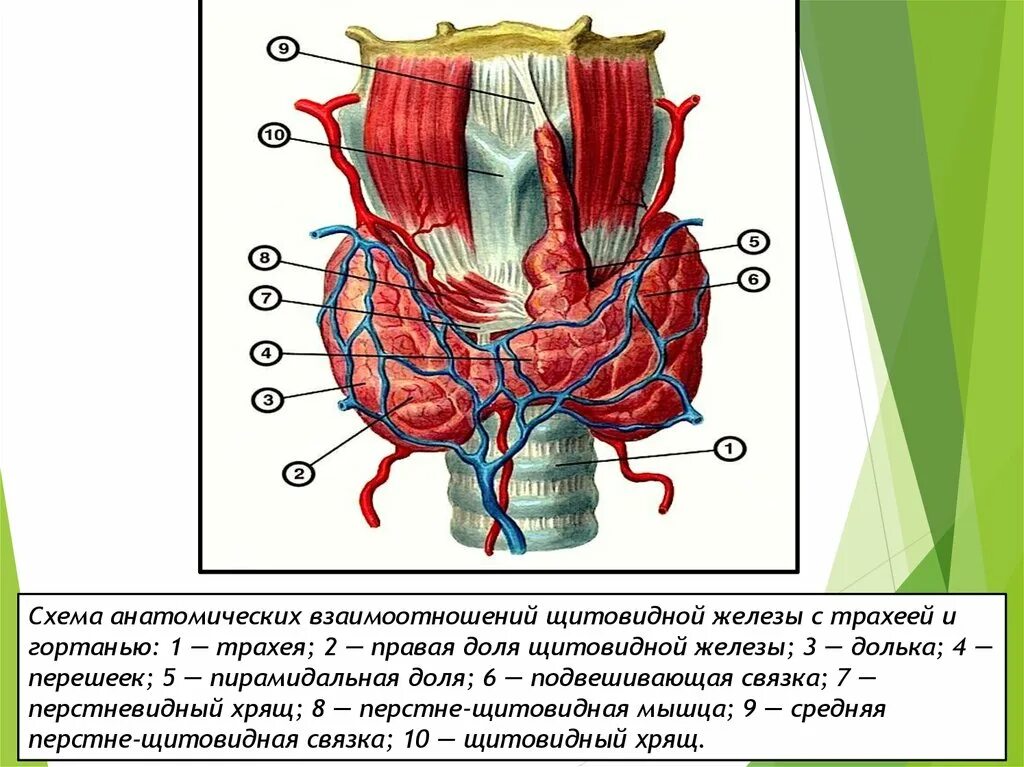 Щитовидная железа строение анатомия. Схема строения щитовидной железы. Послойное строение щитовидной железы. Строение щитовидной железы анатомия вид спереди. Образование перешейка щитовидной железы