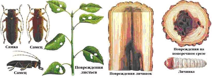 Какие отношения между усачом и осиной