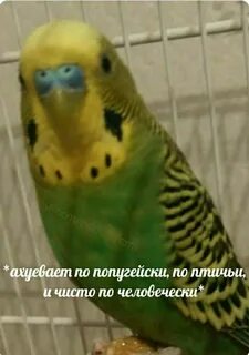 В прочем он слегка прищурился по птичьи