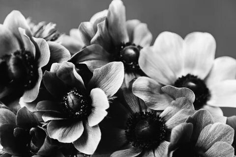 цветок, цветы, букет, черно-белый, черное и белое, монохромный, Изобразит.....