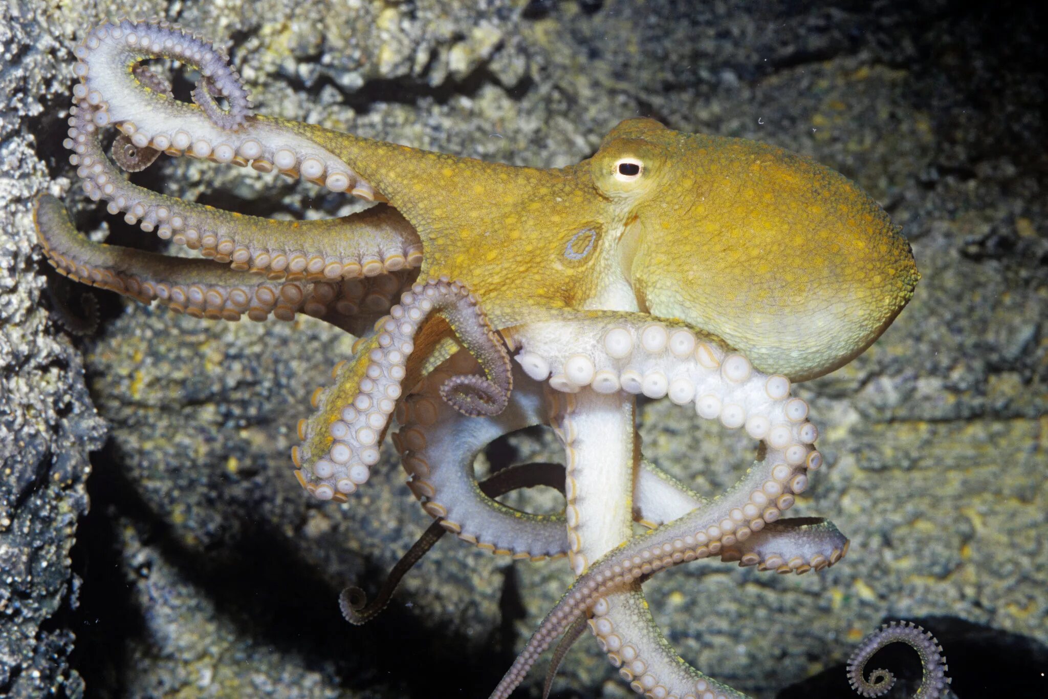 Мимикрия осьминога. Синекольчатый осьминог. Головоногие моллюски осьминог Синекольчатый. Песчаный осьминог Octopus conispadiceus (Sasaki).