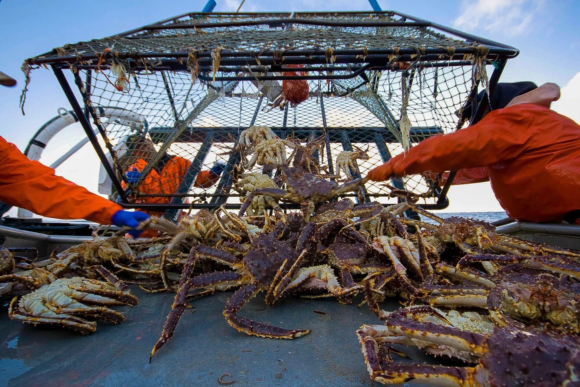 Промысел Камчатского краба. Камчатский краб Охотское море. Камчатский краб вылов. Камчатский краб улов.