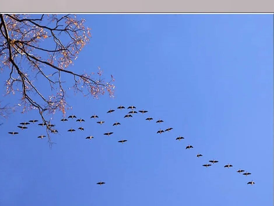 Встречаем стаи птиц. Перелётные птицы журавлиный клин. осень журавлиный клин. птицы прилетают с юга. стая птиц.