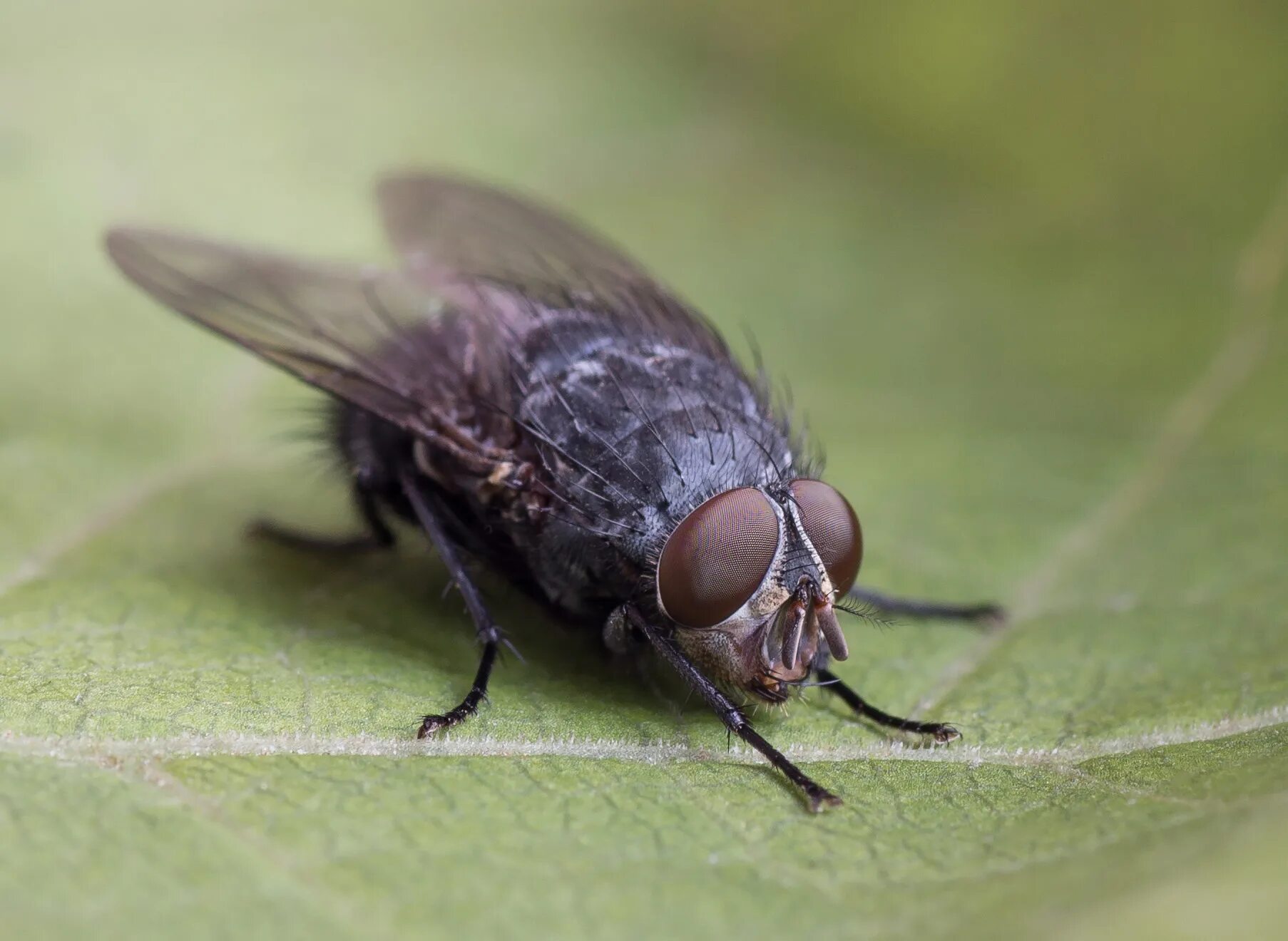 Муха синяя мясная (calliphora uralensis). Синяя мясная муха. Синяя навозная муха. Синяя навозная муха. Муха каллифора.