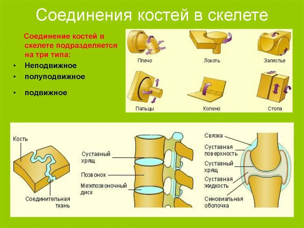 Неподвижные полуподвижные и подвижные соединения костей. Подвижное полуподвижное и неподвижное соединение костей. Типы соединения костей. Способы соединения костей.