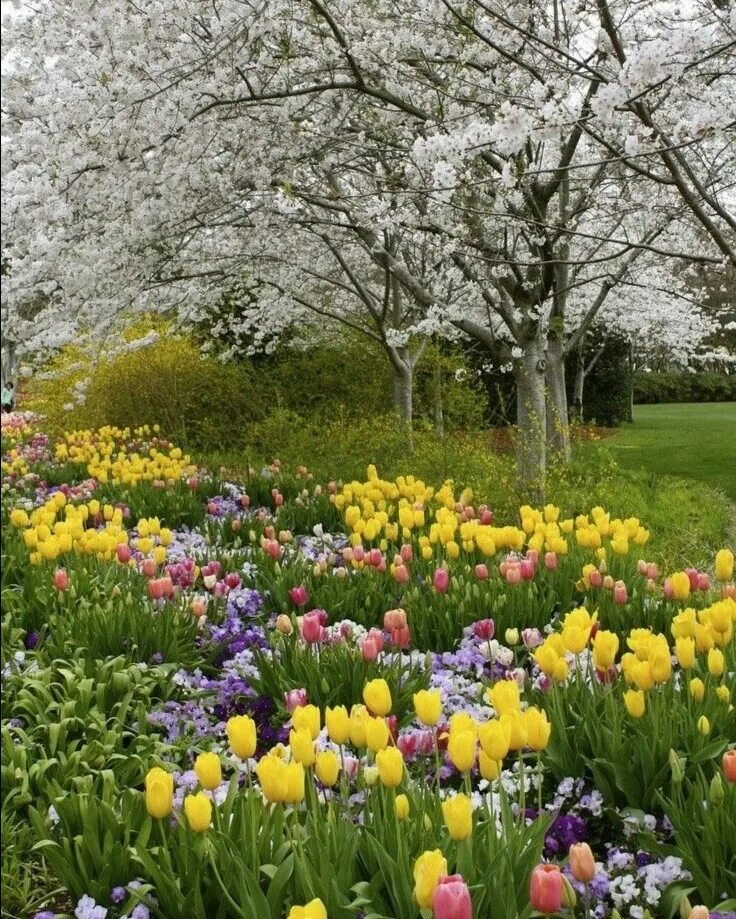 Весенний сад (Spring Topiary Garden). Весенние цветы. Природа весной.