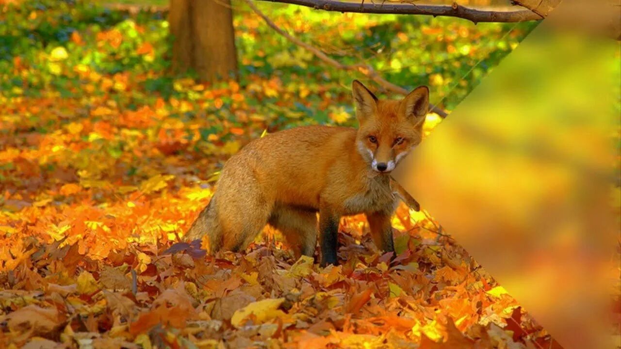 вельш-корги. Animal in me autumn. животные осенью. животные осенью. животные осенью.