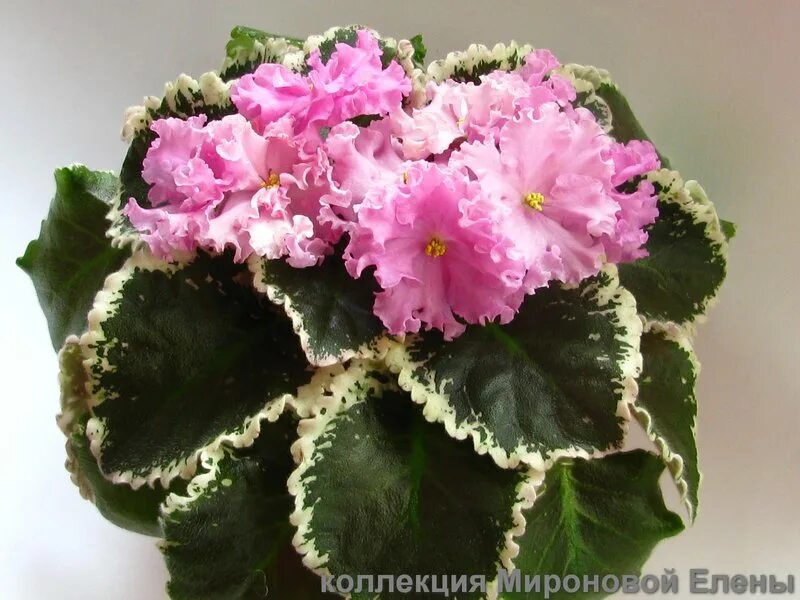 розовое золото сенполия. розовое золото сенполия. фиалка ле розовое золото. фиалка ле розовый каскад. фиалка ле розовое золото.