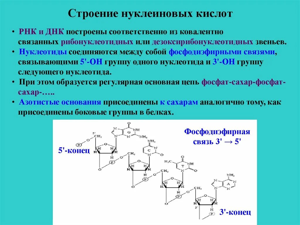 Типы связи между частями нуклеотида в РНК. Фосфодиэфирная связь в нуклеиновых кислотах. Структура нуклеотидных кислот. Связи в РНК между нуклеотидами. Нуклеотид представляет собой