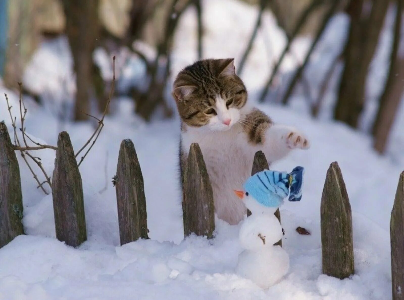 Кот в снегу. Зимние котики. Наступила зима. Жду первый снег