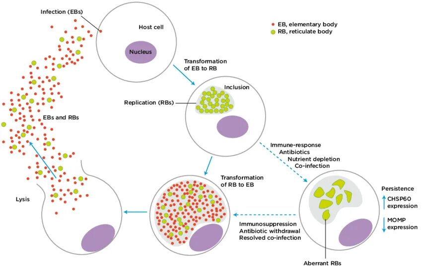 Жизненный цикл хламидий. Жизненный цикл хламидии микробиология. Схема жизненного цикла хламидии. Стадии жизненного цикла хламидии. Продолжительность жизненного цикла развития хламидий.