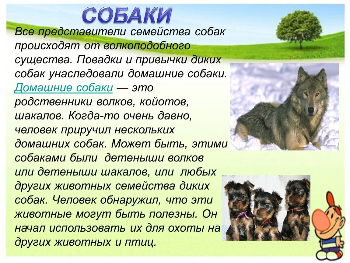 Я хочу рассказать о собаке. Доклад о домашних животных собака. Доклад про домашних животных. Доклад про собаку. Сообщение о домашних питомцах.