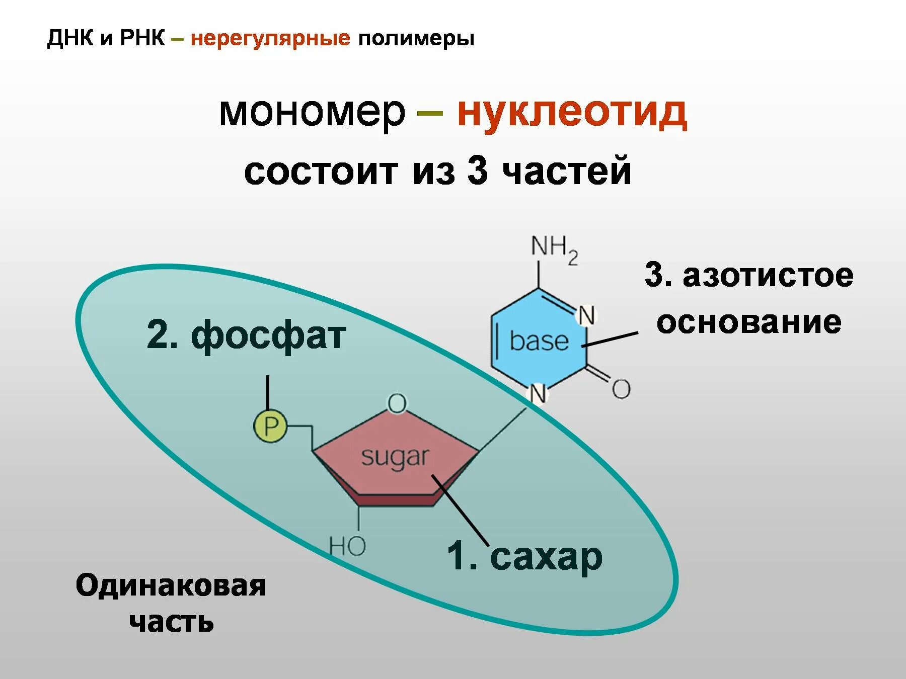 Нуклеоиды рнк. Строение нуклеотида ДНК. Строение мономера ДНК. Схема строения мономера ДНК. Структура мономера ДНК.