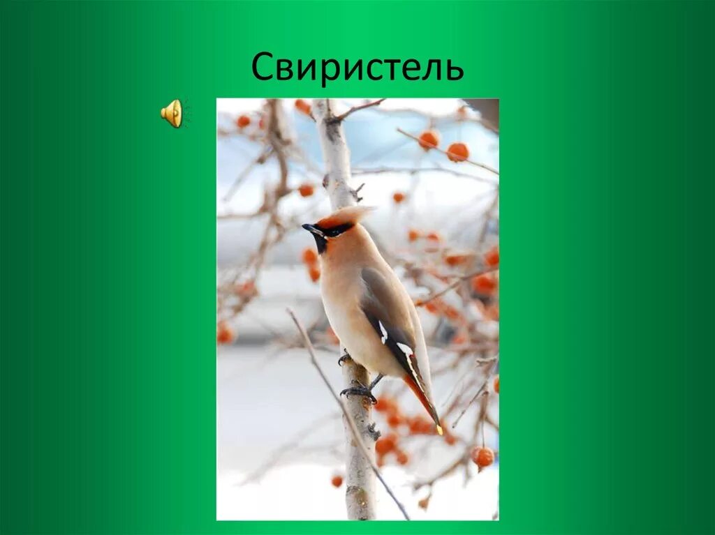 Свиристель ареал. Свиристель с подписью. Свиристель птица с подписью. Свиристель с надписью. Слово свиристел