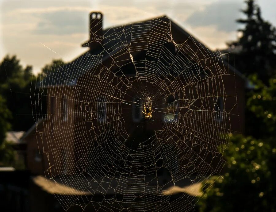 дома много паутины. паутина в квартире. дома много паутины. дома много паутины. паутина для хэллоуина.