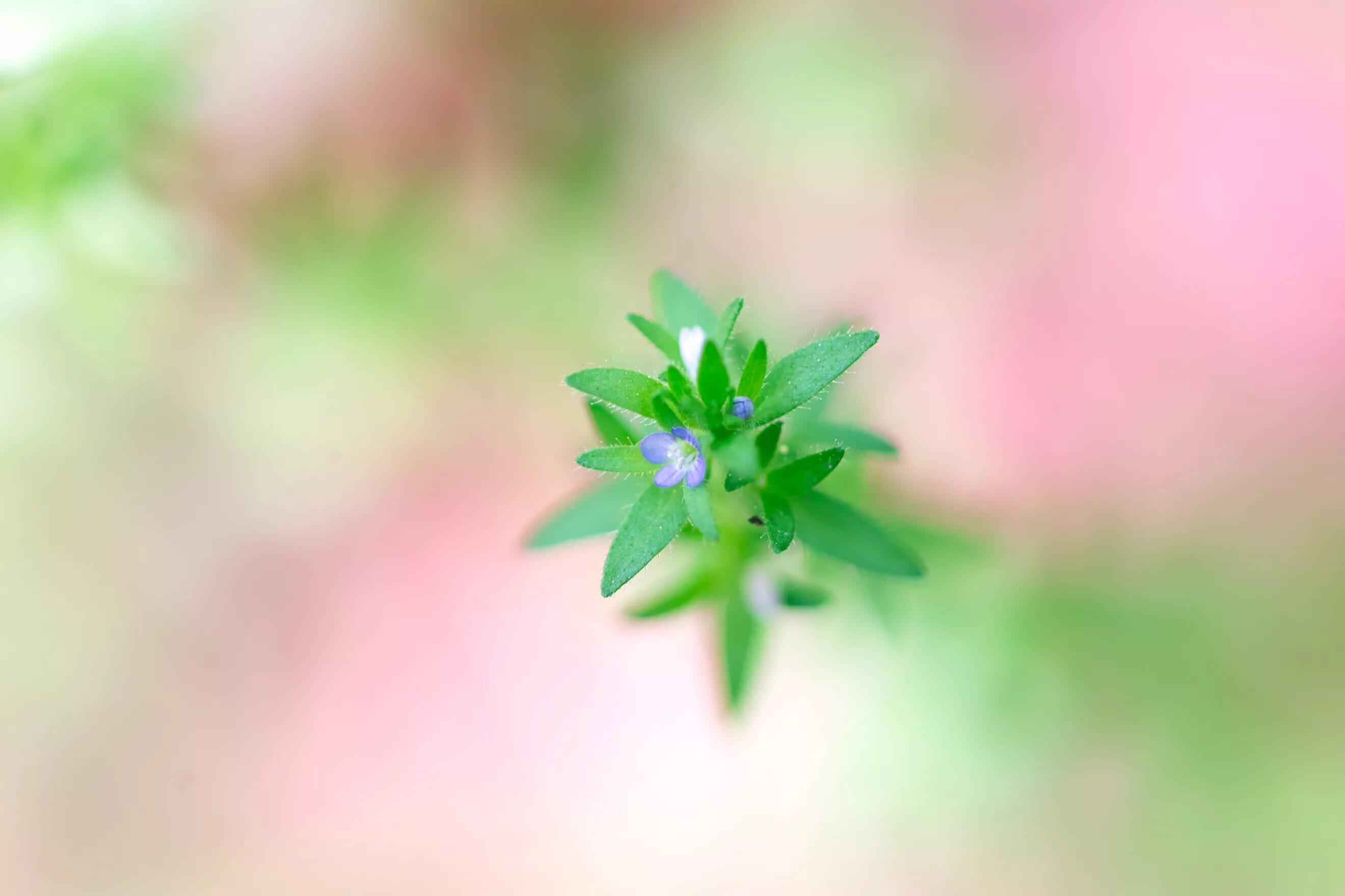 Green blossom. Тока бока растения. Красивые растенья в тока бока. Тока бока ОС. Шкаф зеленый в токе боке.