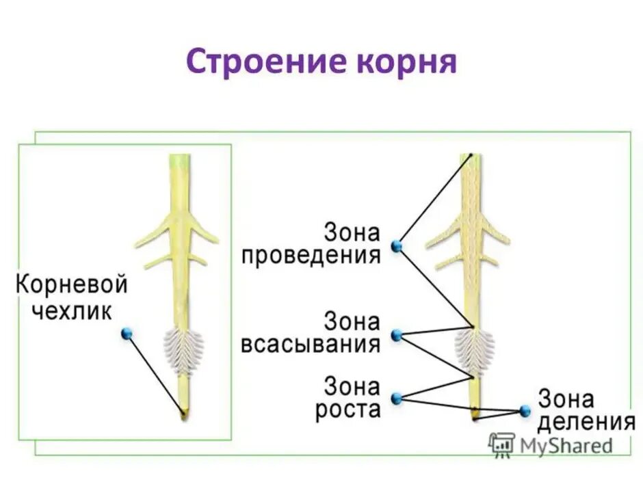 Строение молодого корня. Строение корня зоны корня 6 класс биология. Внешнее и внутренне строение корня. Внешнее строение корня растения. Внешнее строение корня схема.