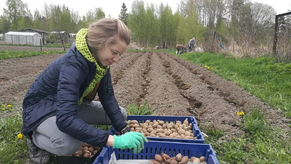 В какие дни апреля можно сажать картошку. Сбор картошки. Девушка сажает картошку. Посадка картофеля. Сажать картошку.