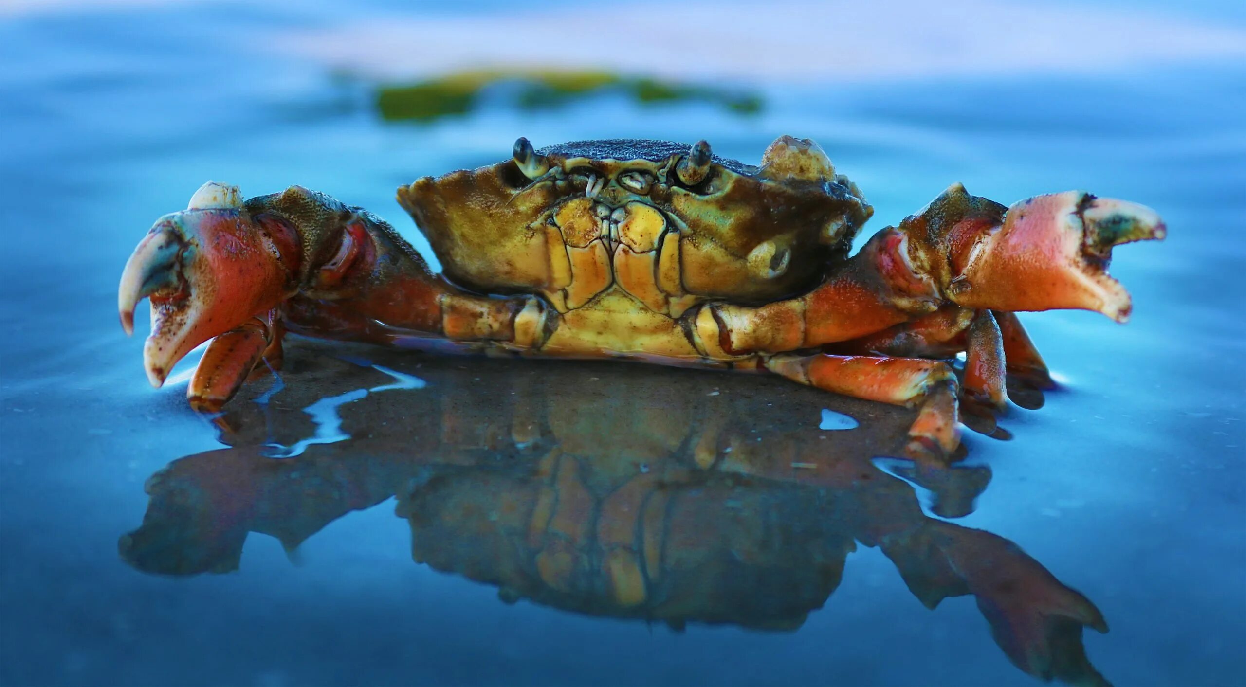 Работа на крабе. Краб Скалистый. Морда краба. Красивый краб. Оранжевый краб.